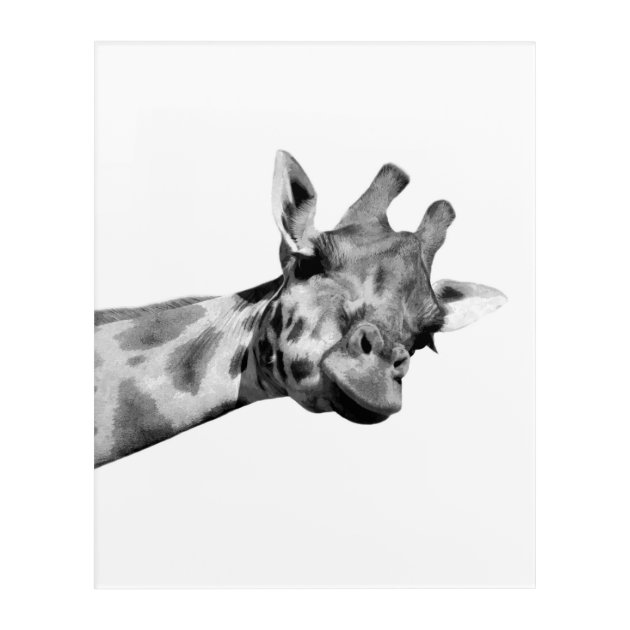 白黒キリンのアフリカ動物のペカブー写真 アクリルウォールアート
