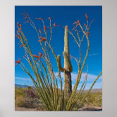 Saguaro国立公園アリゾナプリックリーナサボテン ポスター | Zazzle.co.jp