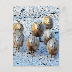 羊 ポスト カードポストカード| Zazzle JP