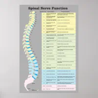 脊髄神経機能ポスターカイロプラクティック ポスター