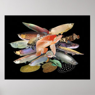 アロワナウォールアート&デコレーション | Zazzle JP