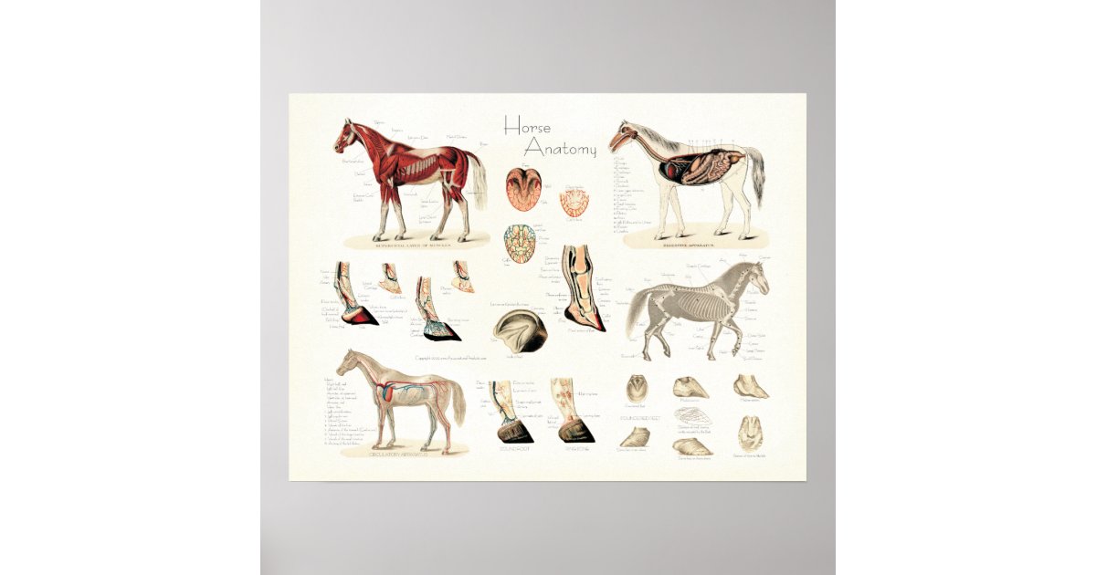 馬の解剖学ポスター ポスター | Zazzle.co.jp