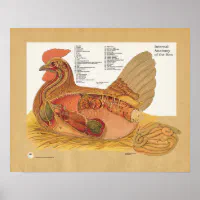 鶏の鶏内解剖図 ポスター | Zazzle.co.jp